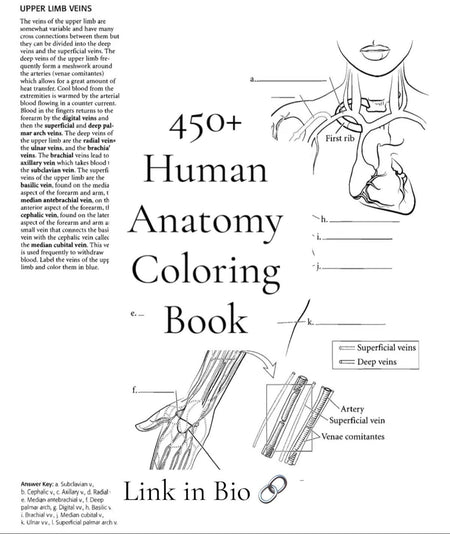 450 Human Anatomy Coloring Book - Digital Product Store